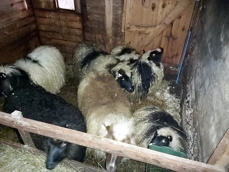 Hluti eftirlegufjárins kominn á hús, eflaust feginn tuggunni. Mynd: Hafdís Skúladóttir.