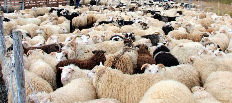 Skagfirskt sauðfé. Mynd:FE