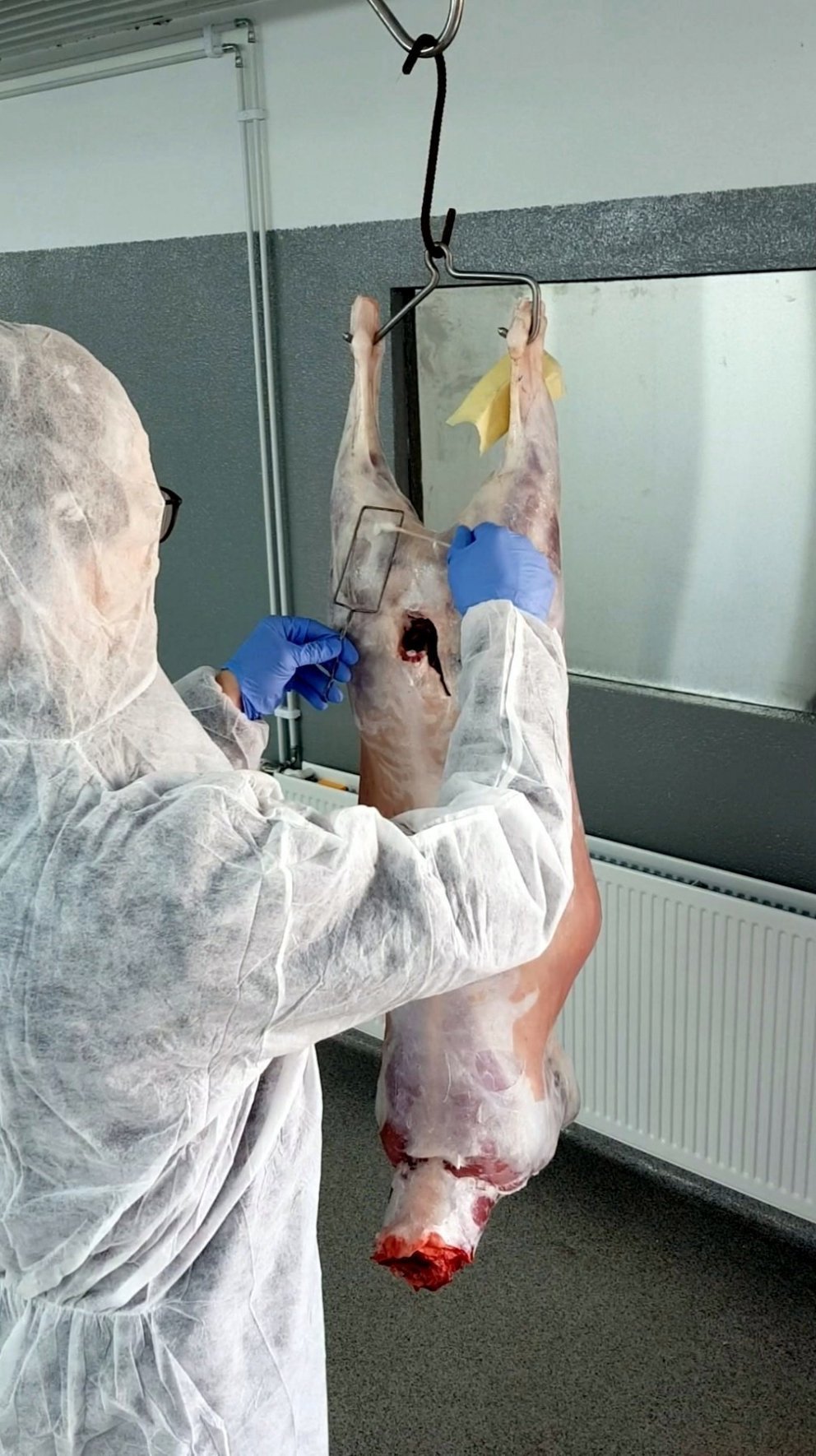 Frá umdeildri heimaslátrun í Birkihlíð haustið 2018. Mynd: Matís.is.