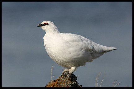 Stofnstærð rjúpunnar er talin mjög breytileg, frá 50 þúsund til 200 þúsund pör á sumrin en allt að 1 milljón fuglar að vetri. Á WikiPedia stendur að rjúpnastofninn sé sveiflóttur og um tíu ár hafa liðið á milli toppa, þessar sveiflur eru taldar vera náttúrulegar og að skotveiðar stjórni þeim ekki. Mynd af hunathing.is.