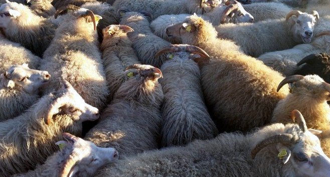 Kindurnar á myndinni eru ekki tengdar því riðusmiti sem fréttin greinir frá. Mynd: KSE.