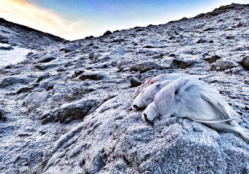 Hjá mörgum er rjúpan órjúfanlegur partur af jólahaldinu. MYND: STEBBI LÍSU