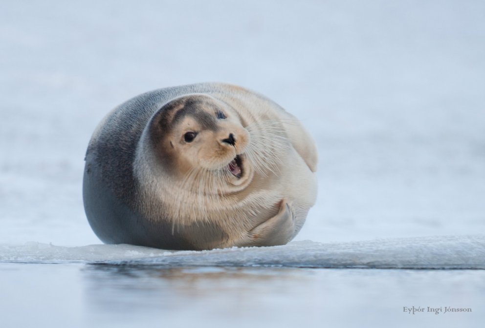 Sybbni seli. Mynd: Eyþór Ingi Jónsson.