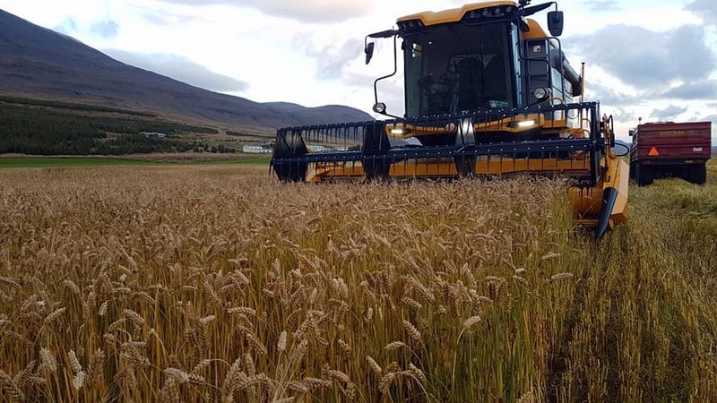Myndin sýnir kornskurð í Blönduhlíð fyrir fáeinum árum. Mynd: Sævar Einarsson.