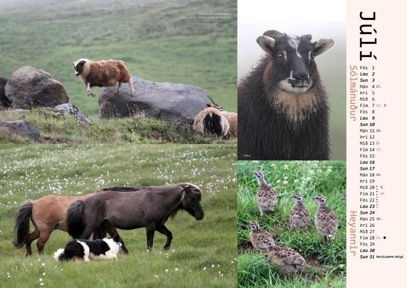 Mynd: Það er ávallt mikið líf í Hvammshlíðardagatalinu. Þarna má líka sjá að verslunarmannahelgin verður í lok júlí á næsta ári, gættu að því!