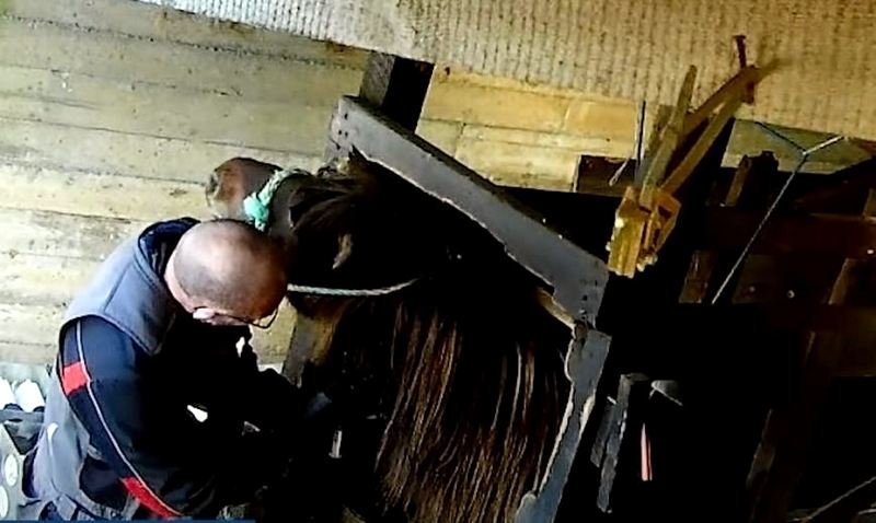 Skjóskot úr myndbandi dýraverndarsamtakanna Animal Welfare Foundation (AWF) og Tierschutzbund Zürich (TBZ) sem gert var opinbert á vefmiðlinum YouTube þann 22. nóvember 2021.