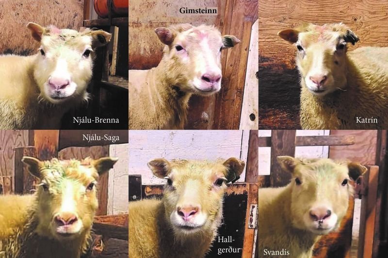 Hrúturinn Gimsteinn ásamt sambýlingum á Þernunesi í Reyðarfirð sem bera hið dýrmæta ARR arfgerð sem breytt getur baráttunni við riðuna alræmdu. Aðsend mynd.
