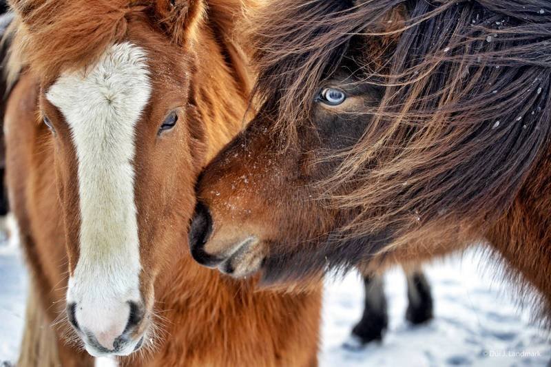 Mynd tekin af stjornarradid.is