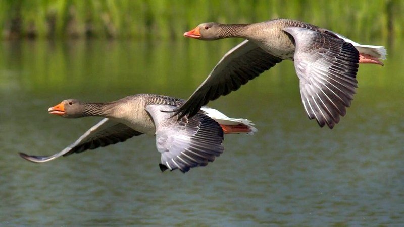 Gæsir á flugi. Mynd af ust.is.