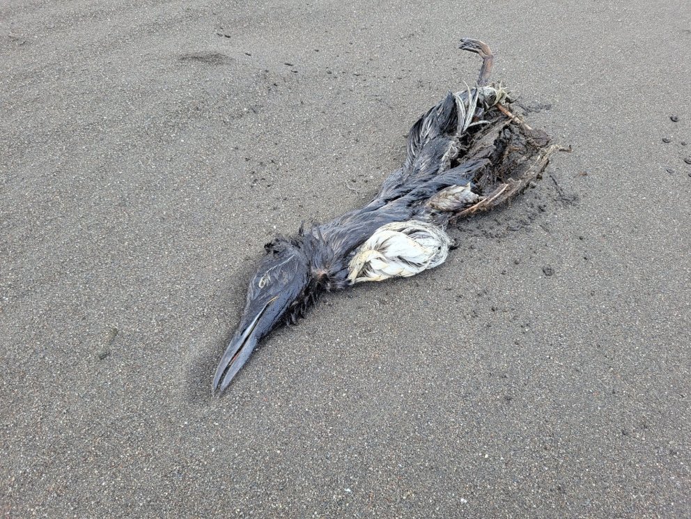 Dauður fugl í fjörunni við Sauðákrók. Mynd: PF.