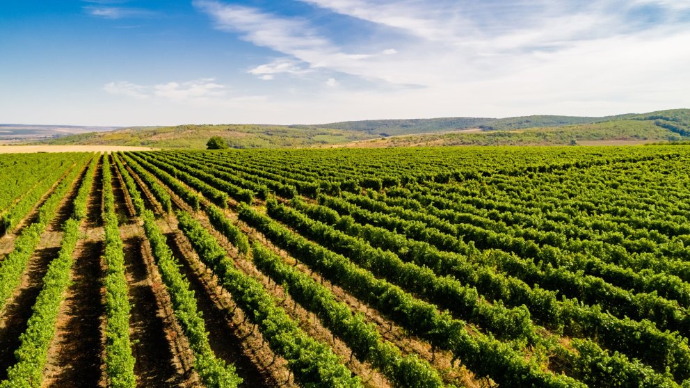 Frá vínekrum Radacini í Moldóvu. Mynd: Aðsend