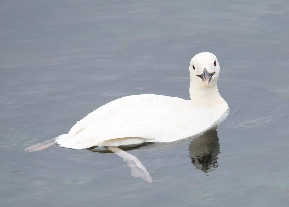 Hvíti himbriminn að svamli fyrr í sumar í miðjum Skagafirði. Mynd: Elvar Már Jóhannsson.