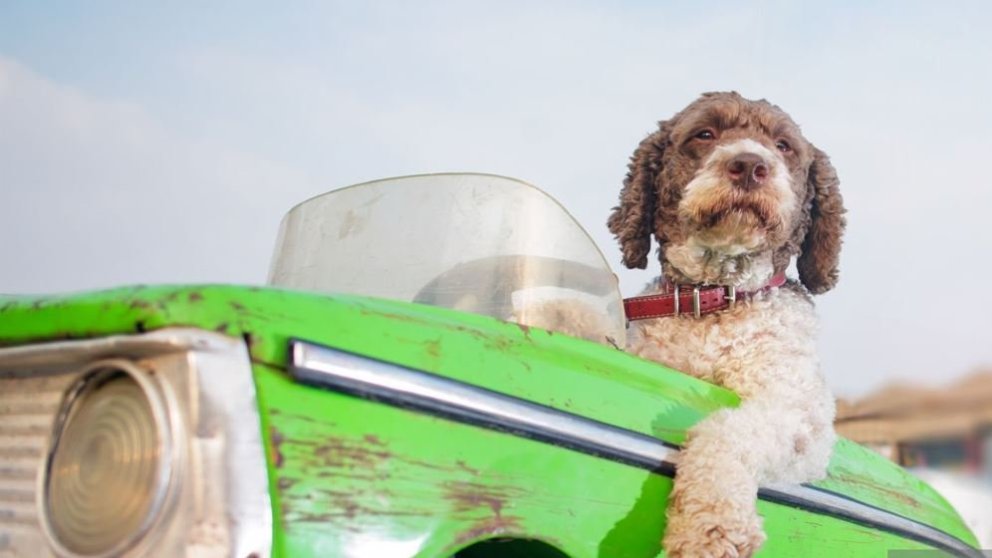 Notar þú gælunafn yfir bílinn þinn?