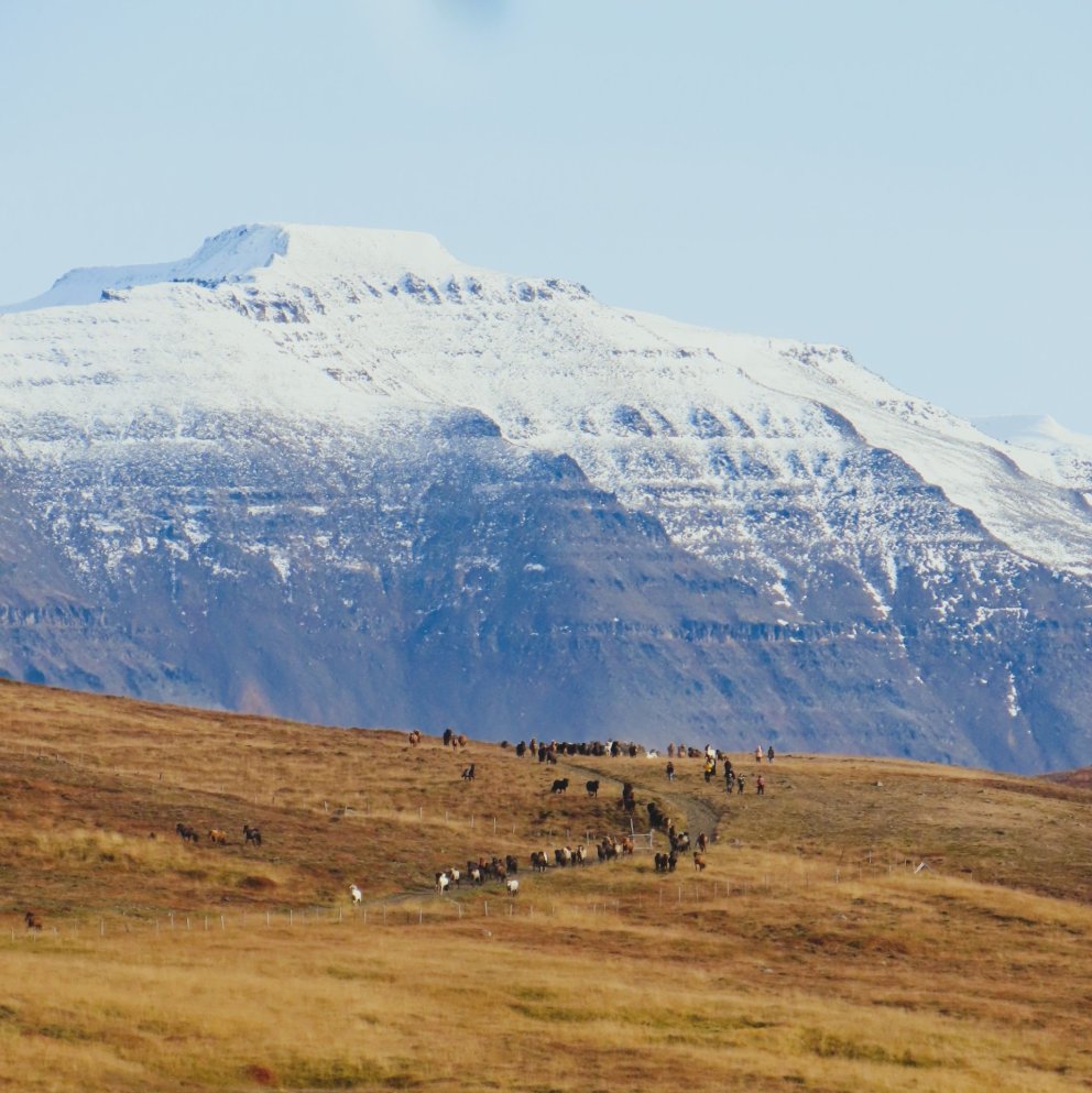 Á leið til rétta. Mynd: Ásdís Garðarsdóttir