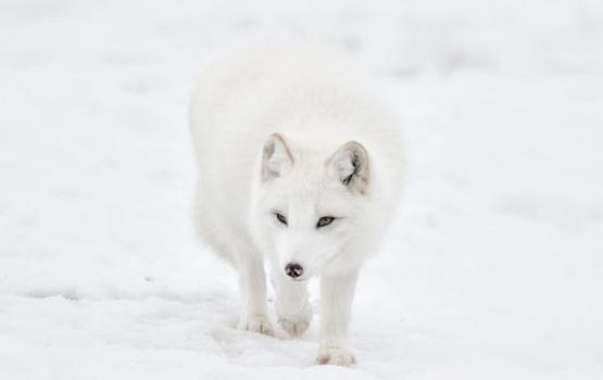 Mynd tekin af heimasíðunni hunathing.is