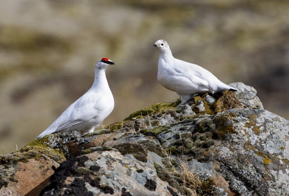 Mynd af heimasíðu Umhverfisstofnunar, www.ust.is/ Jóhann Óli Hilmarsson