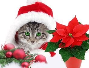 Mynd tekin af kynjakettir.is