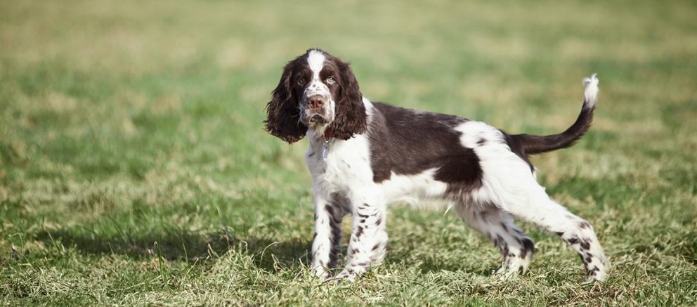 Enskur Springer Spaniel. Mynd af netinu.