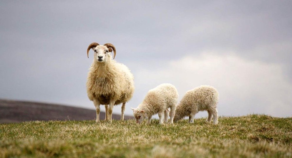 Sauðfé. MYND: Sigríður Ólafsdóttir.