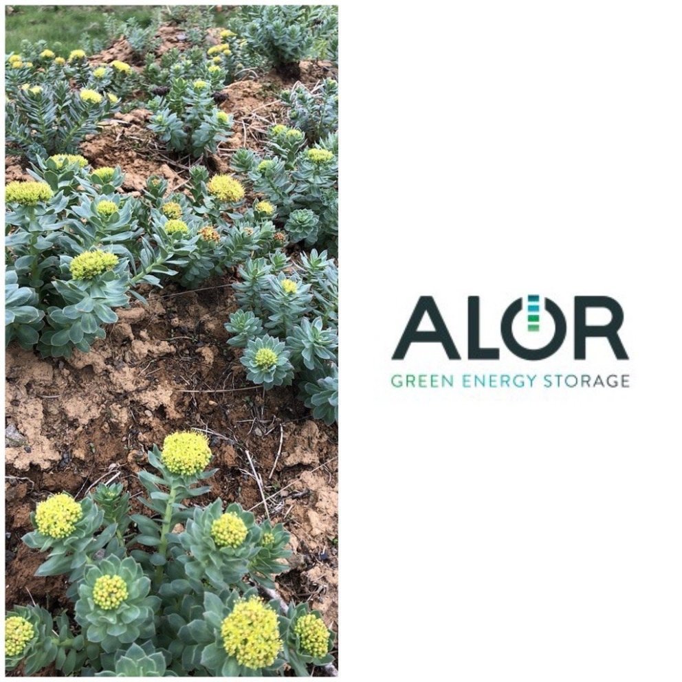 Mynd tekin af ssnv.is