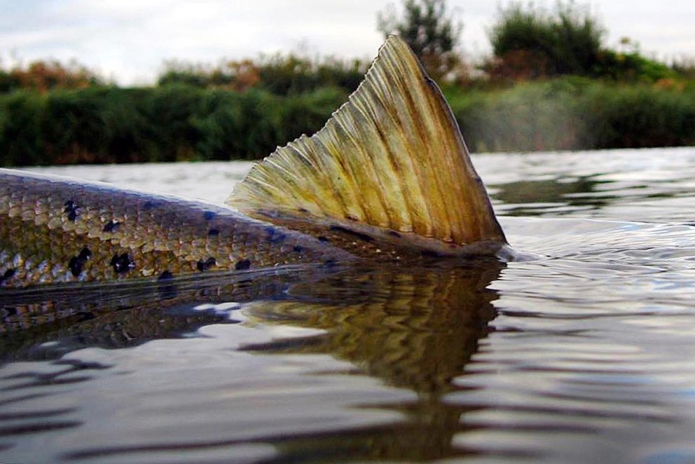 Laxveiði er að margir telja list. MYND: SÖP