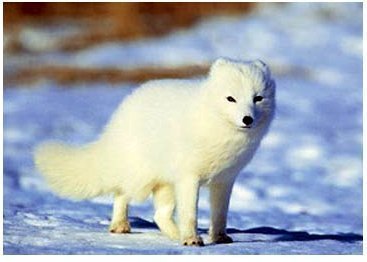 Hvítur refur. Mynd: visindavefurinn.is