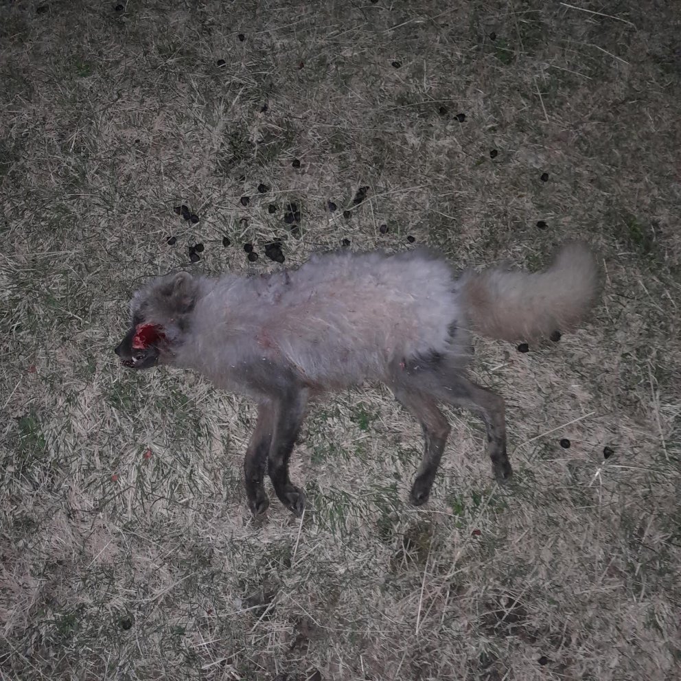 Dýrbíturinn eftir að hann náðist. MYND AÐSEND