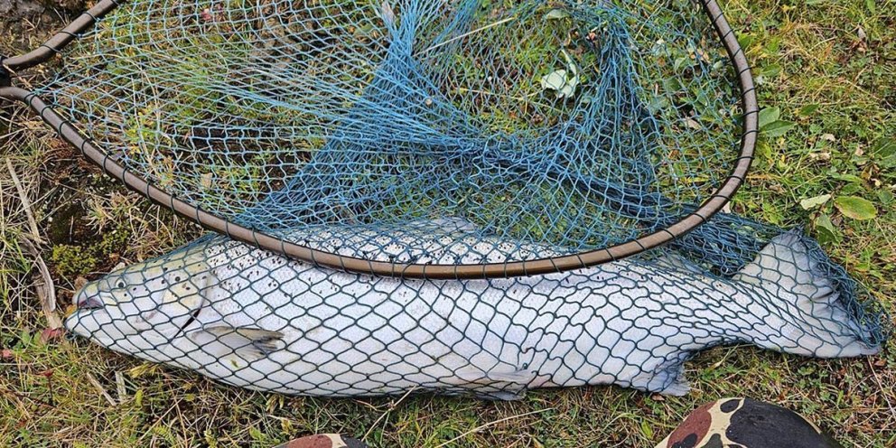 Eldislax sem háfaðaður var upp úr laxastiganum í Blöndu haustið 2023 MYND: GUÐMUNDUR HAUKUR