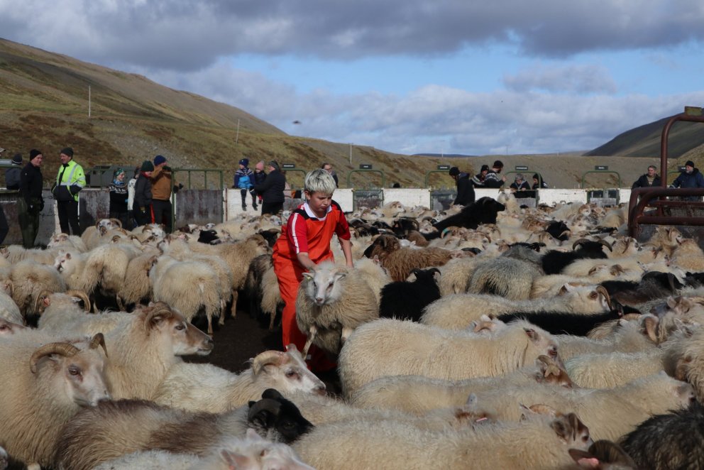 Myndina tók blaðamaður í Stafnsrétt.