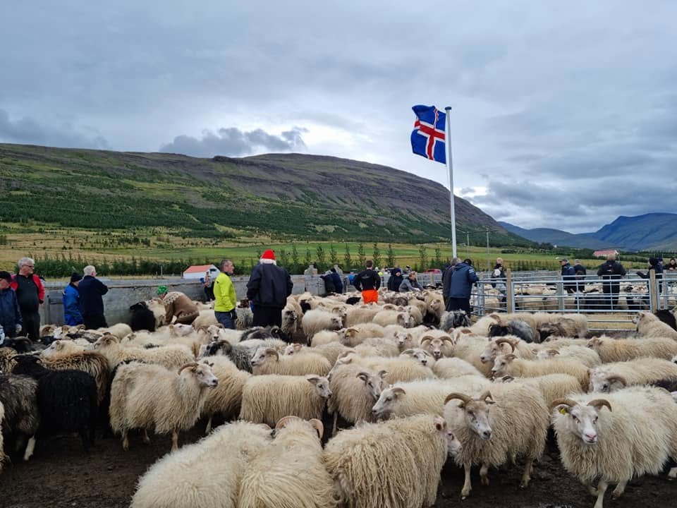 frá Silfrastaðarétt. Mynd: HMJ