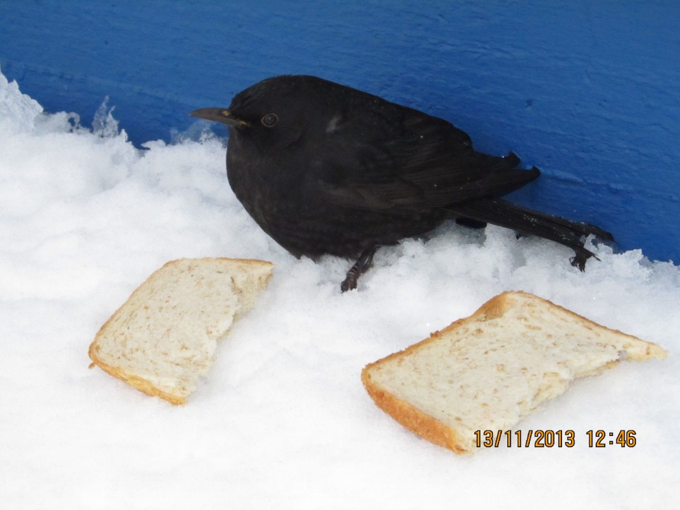 Svartþröstur að flækjast á Króknum