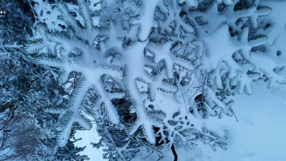 Fjölbreytt aðventudagskrá í Skagafirði