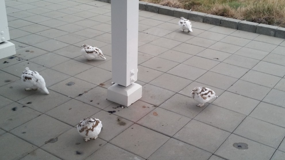 Tólf rjúpnaveiðidagar í ár