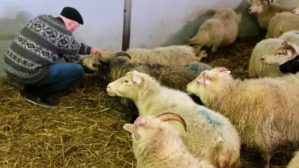 Sauðburðarvakt RÚV í Syðri-Hofdölum mælist vel fyrir-Myndir