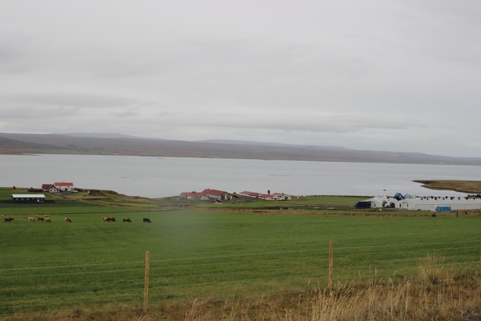 Úr Hrútafirði. Mynd: KSE