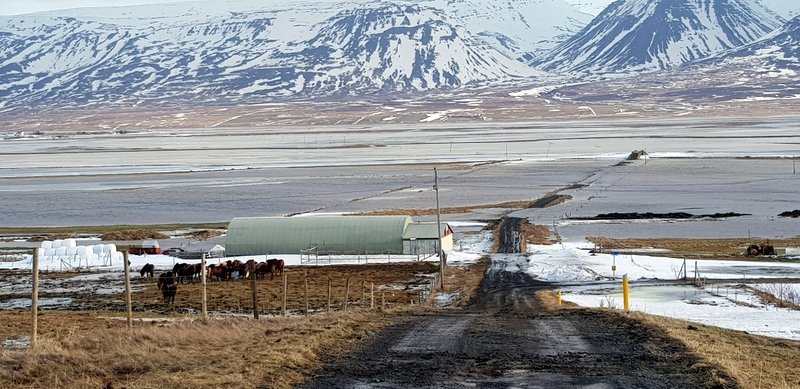 Horft eftir heimreiðinni að Jaðri og Húsabakkabæjunum, sem sjást í fjarska til vinstri og austur yfir Eylendið að Hegranesi. Mynd: PF.