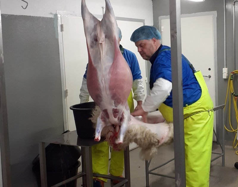 Frá örsláturhúsinu í Birkihlíð. Jón Sigurjónsson og Guðjón Karlsson leggja lokahönd á fláninguna. Mynd: Ragnheiður Lára Brynjólfsdóttir.