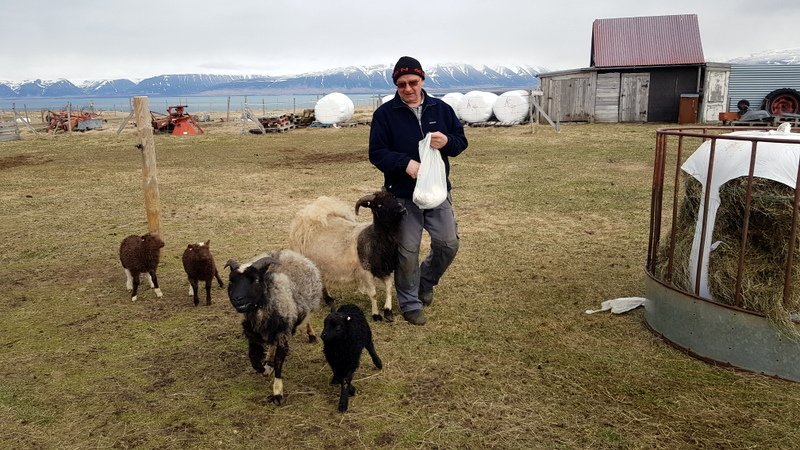 Þær eru spakar kindurnar hans Sigurbjörns Árnasonsr og hlaupa til þegar heyrist skrjáf í brauðpoka. Myndir: PF. Mynd af haustkindum er aðsend.