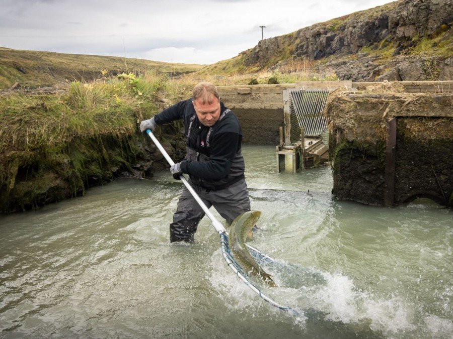 Guðmundur Haukur háfaði eldislax upp úr laxastiganum í Blöndu árið 2023. Mynd: fb.Guðmundur Haukur Jakobsson