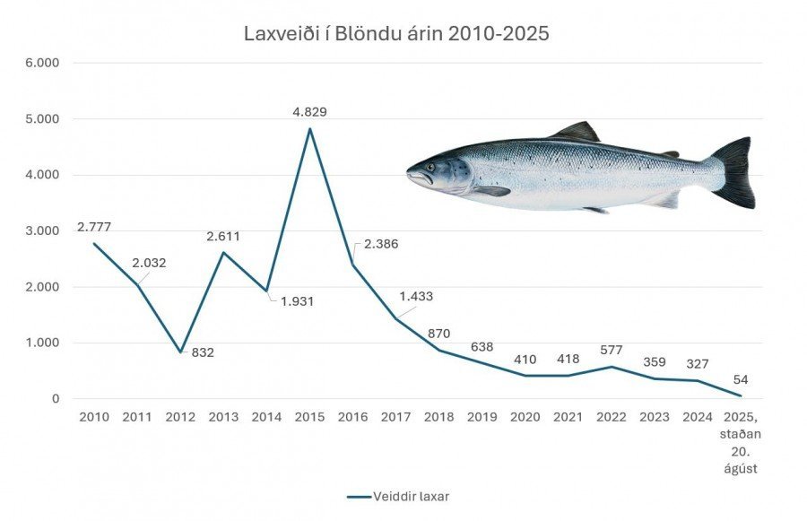 Veiðitölur í Blöndu 2010-2025. Mynd: Huni.is