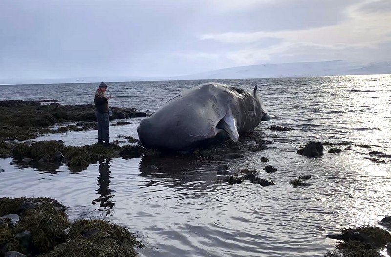 Helga Rún Jóhannsdóttir við Búrhvalinn. Mynd Guðný Helga Björnsdóttir.