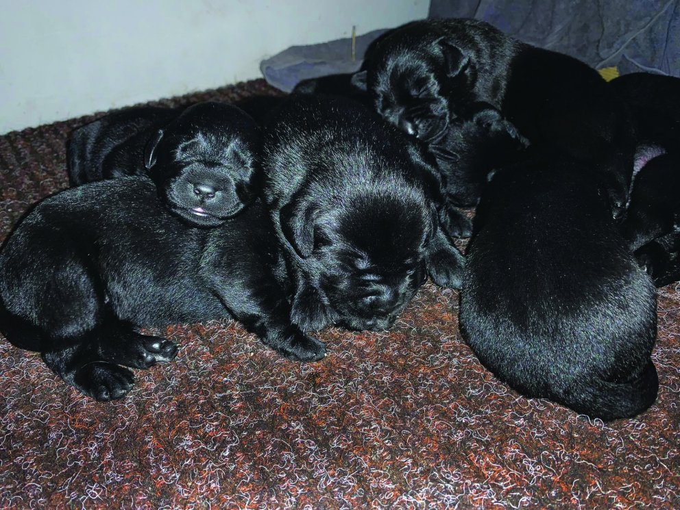 Einnar viku gamlir Labrador-hvolpar undan Þoku. Myndir aðsendar.