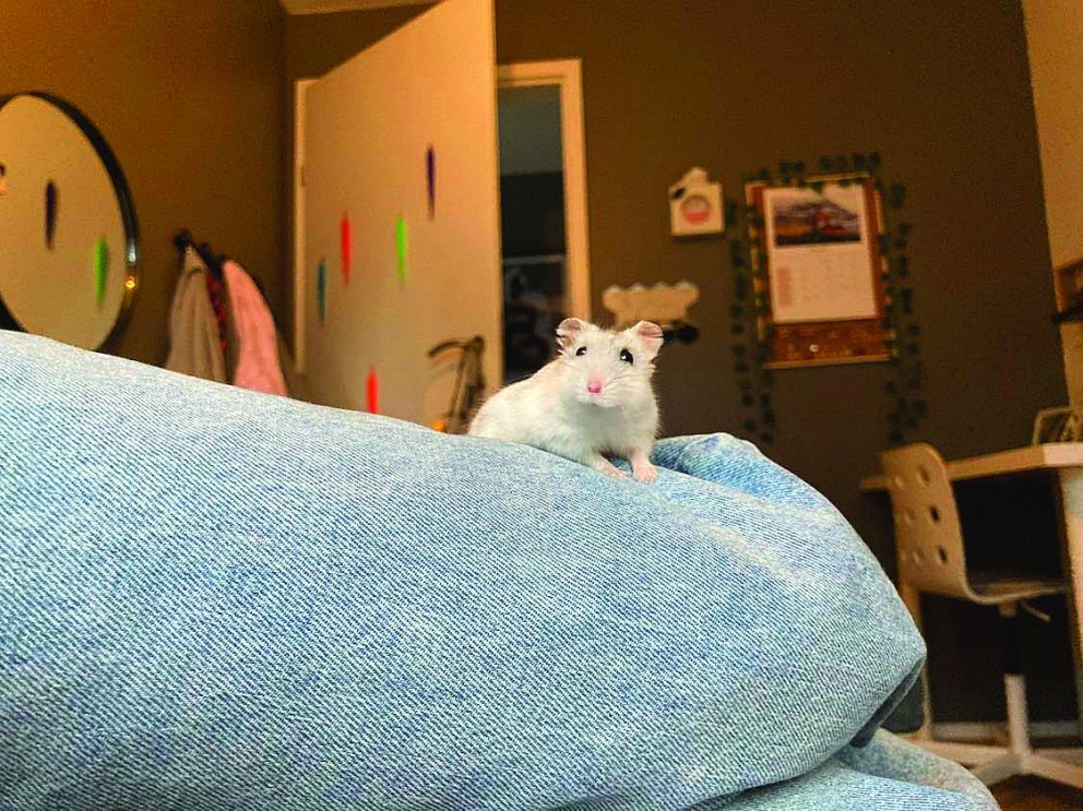 Mjöll fer á stúfana en hún var einnig á forsíðu JólaFeykis 2022. AÐSEND MYND