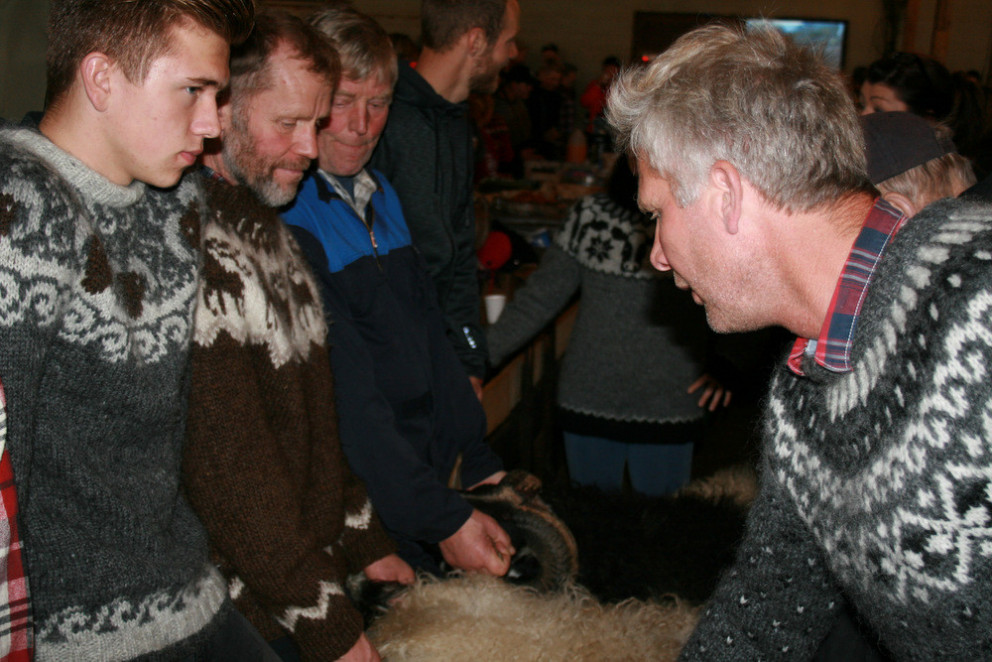 Frá fjárdegi í Fljótum sl. laugardag. Myndir: KSE
