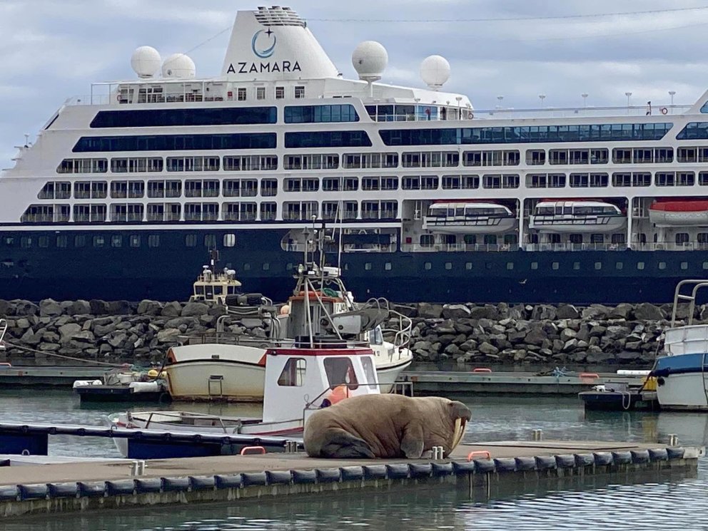 Rostungurinn í forgrunni og skemmtiferðaskipið í bakgrunni. MYND: EVELYN ÝR