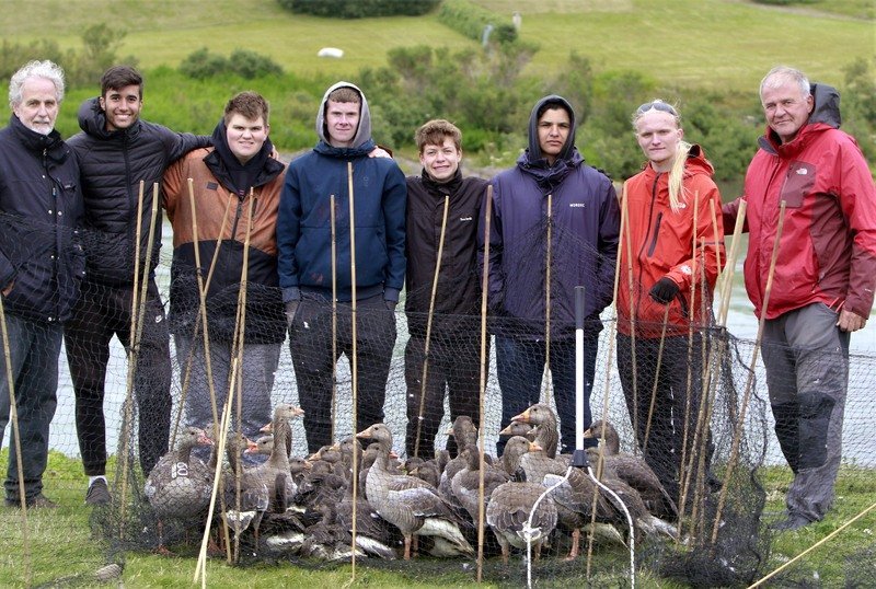 Gæsamerkingar á Blönduósi. Myndir:FB/Jón Sigurðsson