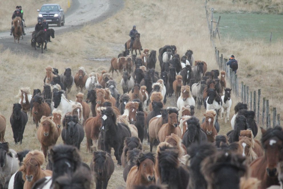 Stóðið í Víðidal.MYND FACEBOOKSÍÐA STÓÐRÉTTAR VÍÐIDALSTUNGU