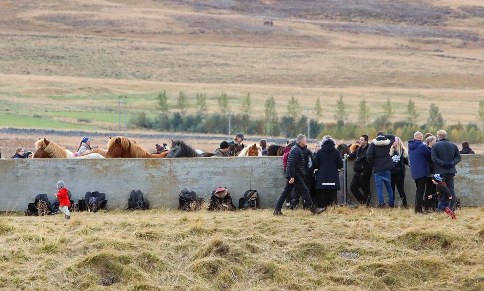 Frá Laufskálarétt 2024. MYND: ÓAB