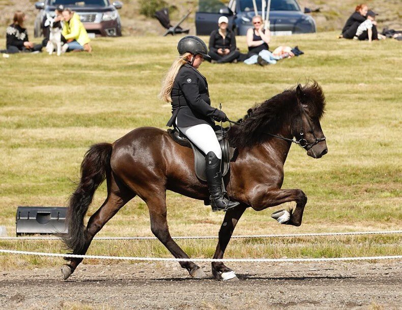 Sigríður Elva og Muni í tölt sveiflu. Mynd: Kolla Gr.