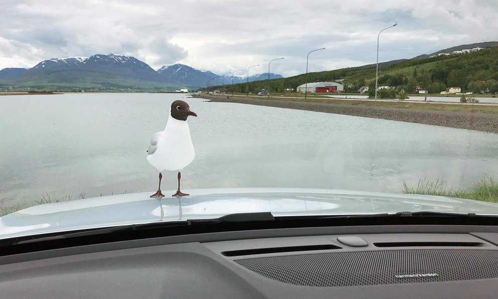 Það er ekkert alltaf sem gestir fá góðar móttökur á Akureyri. MYND: ÓAB